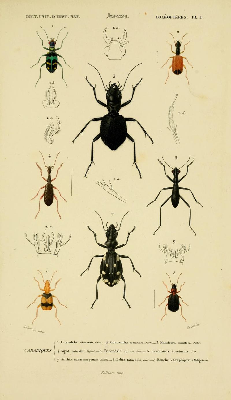 Dictionnaire universel d'histoire naturelle (Coleopteres Pl. 1) (8715123880)