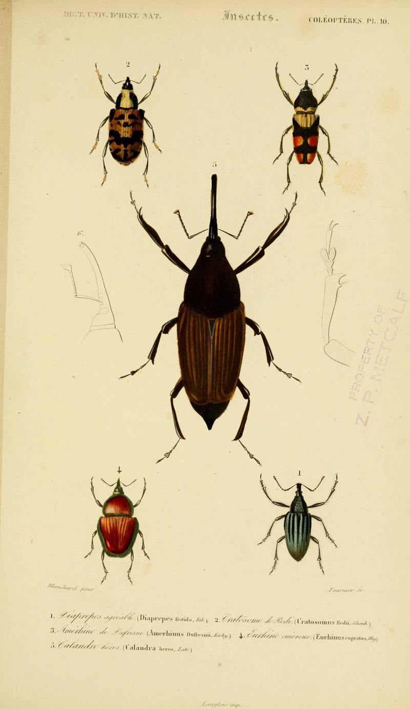 Dictionnaire universel d'histoire naturelle (Coleopteres Pl. 10) (8714010457)