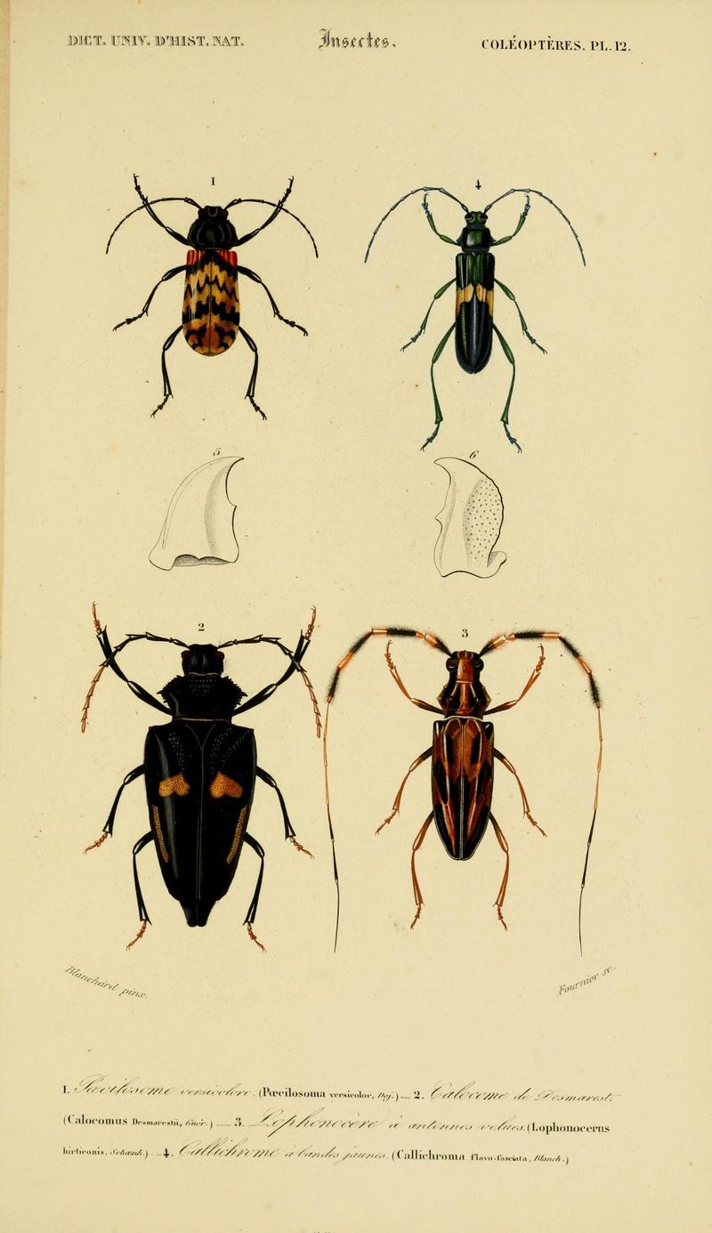 Dictionnaire universel d'histoire naturelle (Coleopteres Pl. 12) (8715133306)