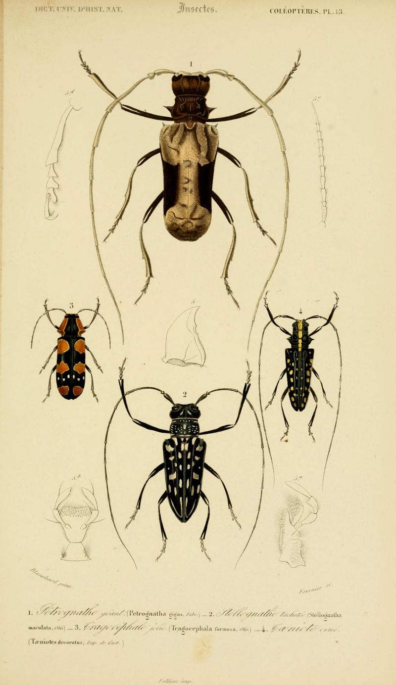 Dictionnaire universel d'histoire naturelle (Coleopteres Pl. 13) (8715133888)