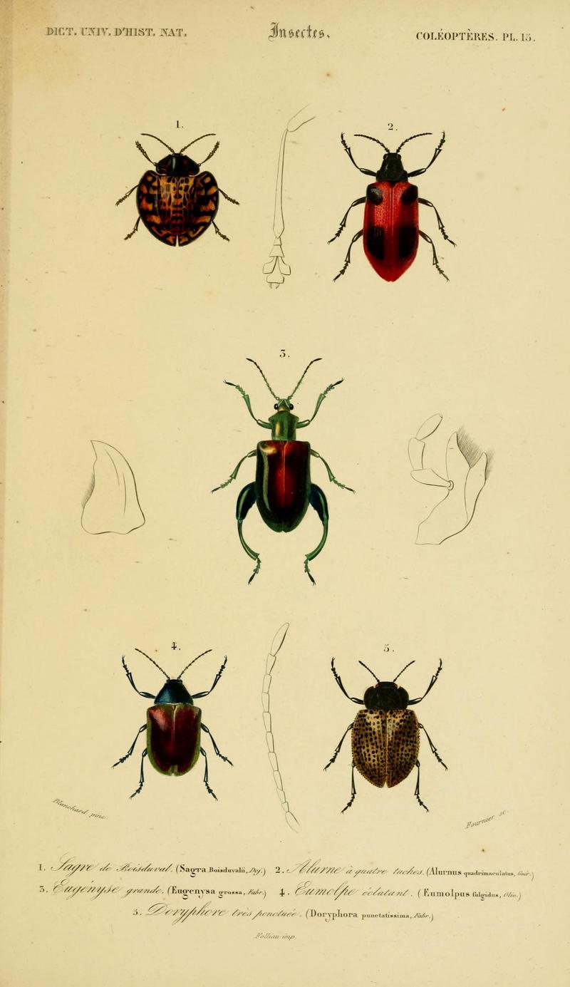 Dictionnaire universel d'histoire naturelle (Coleopteres Pl. 15) (8714013319)