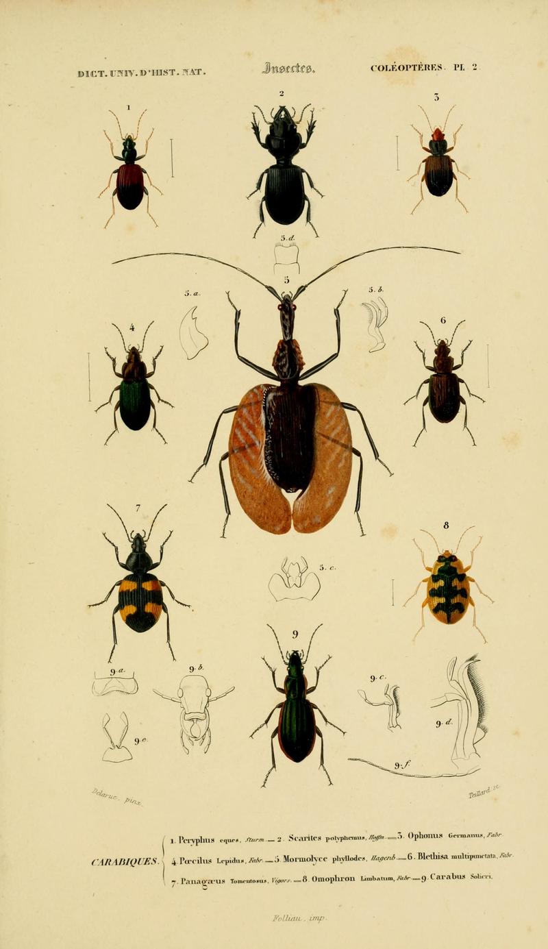 Dictionnaire universel d'histoire naturelle (Coleopteres Pl. 2) (8715124580)