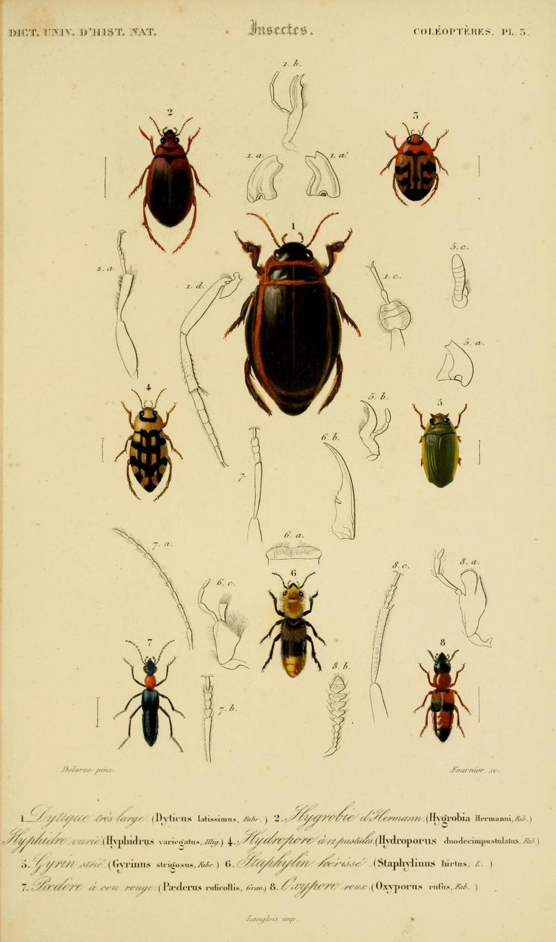 Dictionnaire universel d'histoire naturelle (Coleopteres Pl. 3) (8715125348)