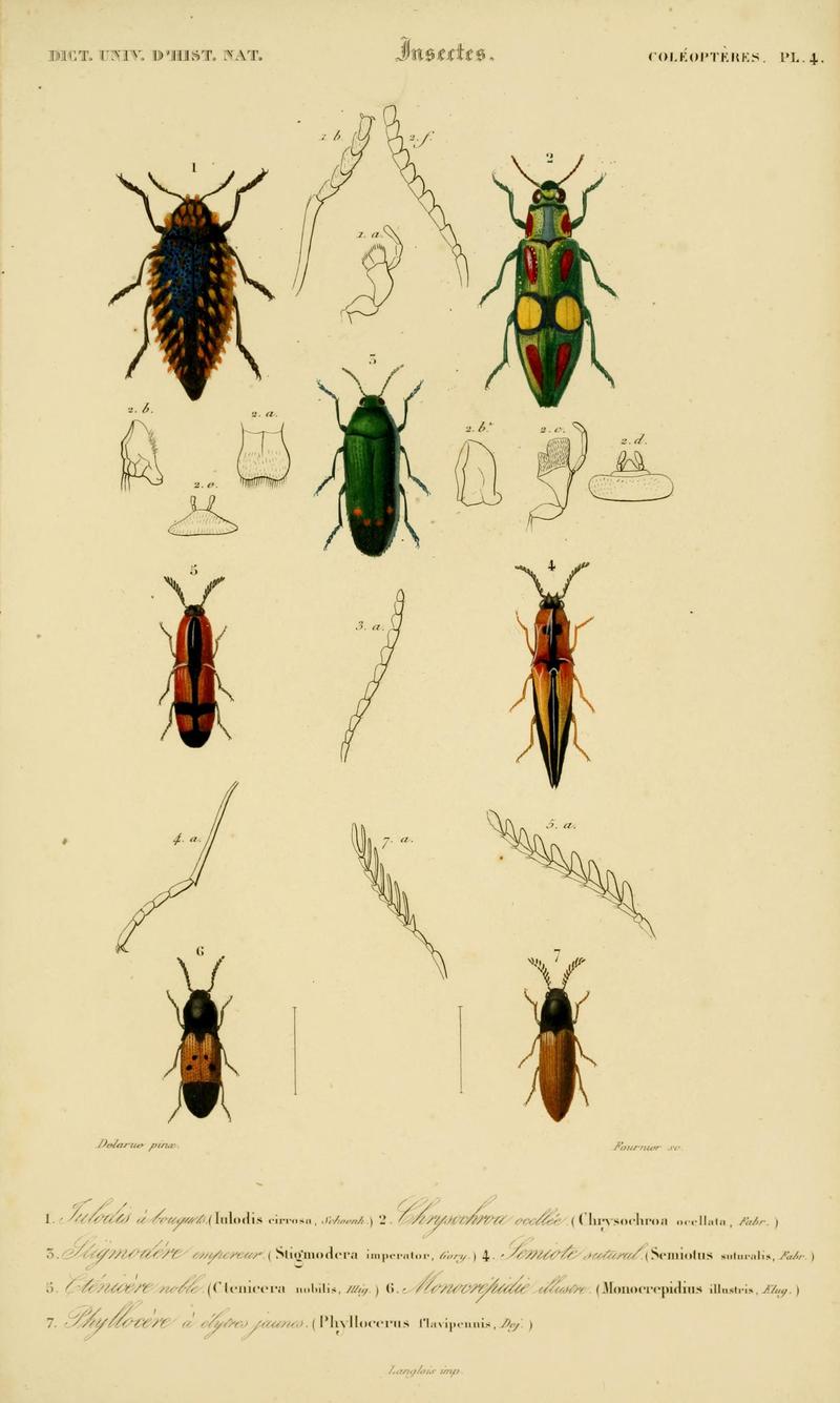 Dictionnaire universel d'histoire naturelle (Coleopteres Pl. 4) (8715126000)