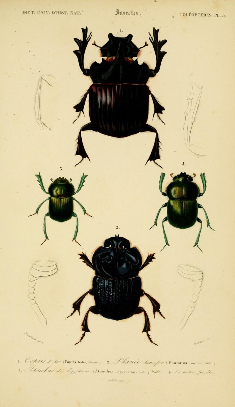 Dictionnaire universel d'histoire naturelle (Coleopteres Pl. 5) (8714005935)