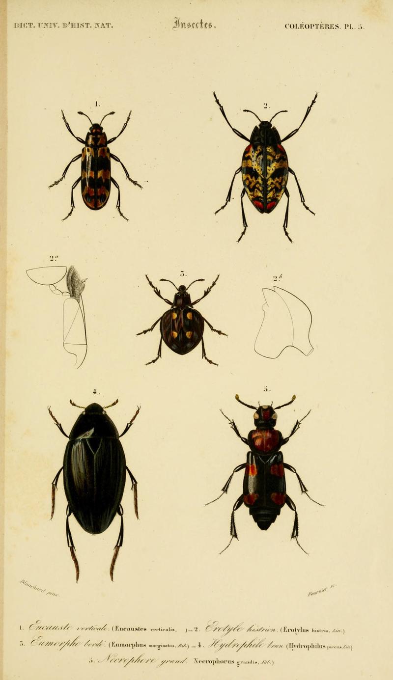 Dictionnaire universel d'histoire naturelle (Coleopteres Pl. 5) (8715126690)