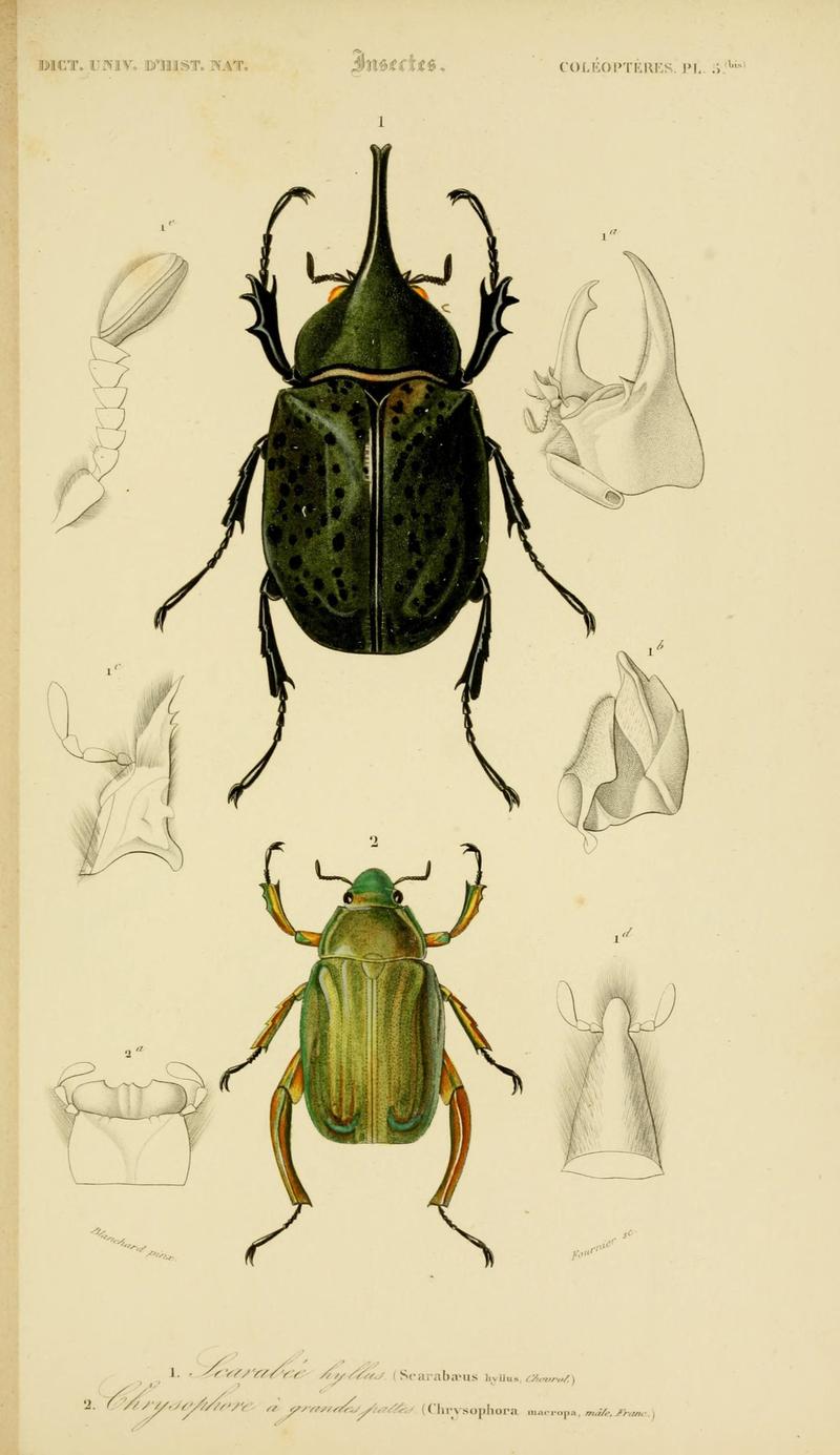 Dictionnaire universel d'histoire naturelle (Coleopteres Pl. 5 (bis)) (8715128286)