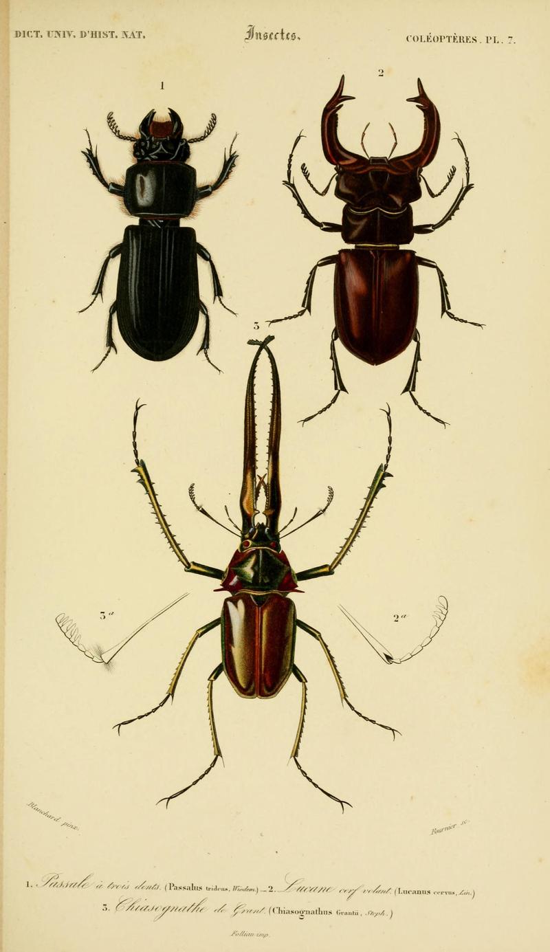 Dictionnaire universel d'histoire naturelle (Coleopteres Pl. 7) (8714008003)