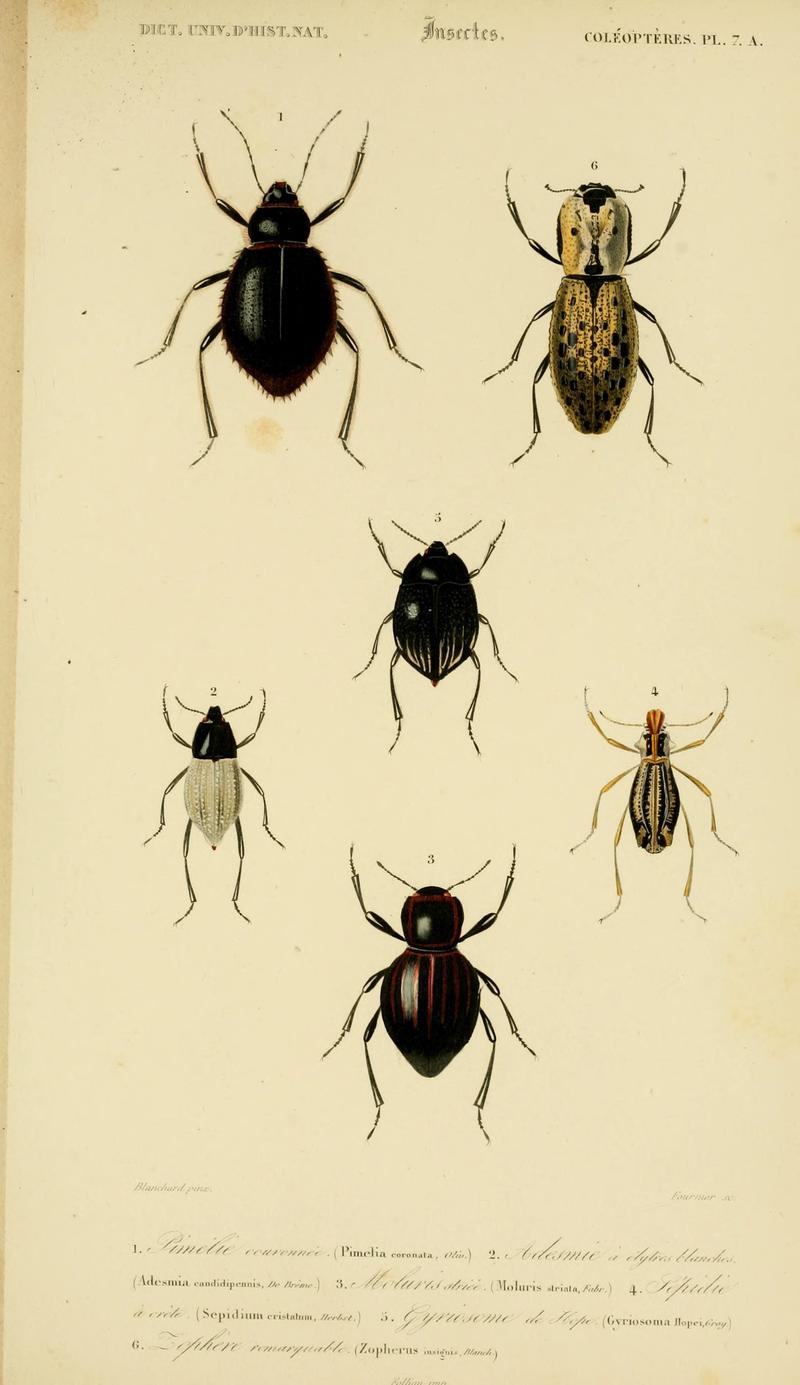 Dictionnaire universel d'histoire naturelle (Coleopteres Pl. 7 A) (8714008755)