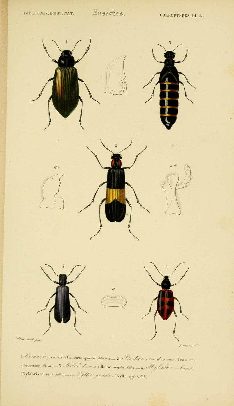 Dictionnaire universel d'histoire naturelle (Coleopteres Pl. 8) (8715130612)