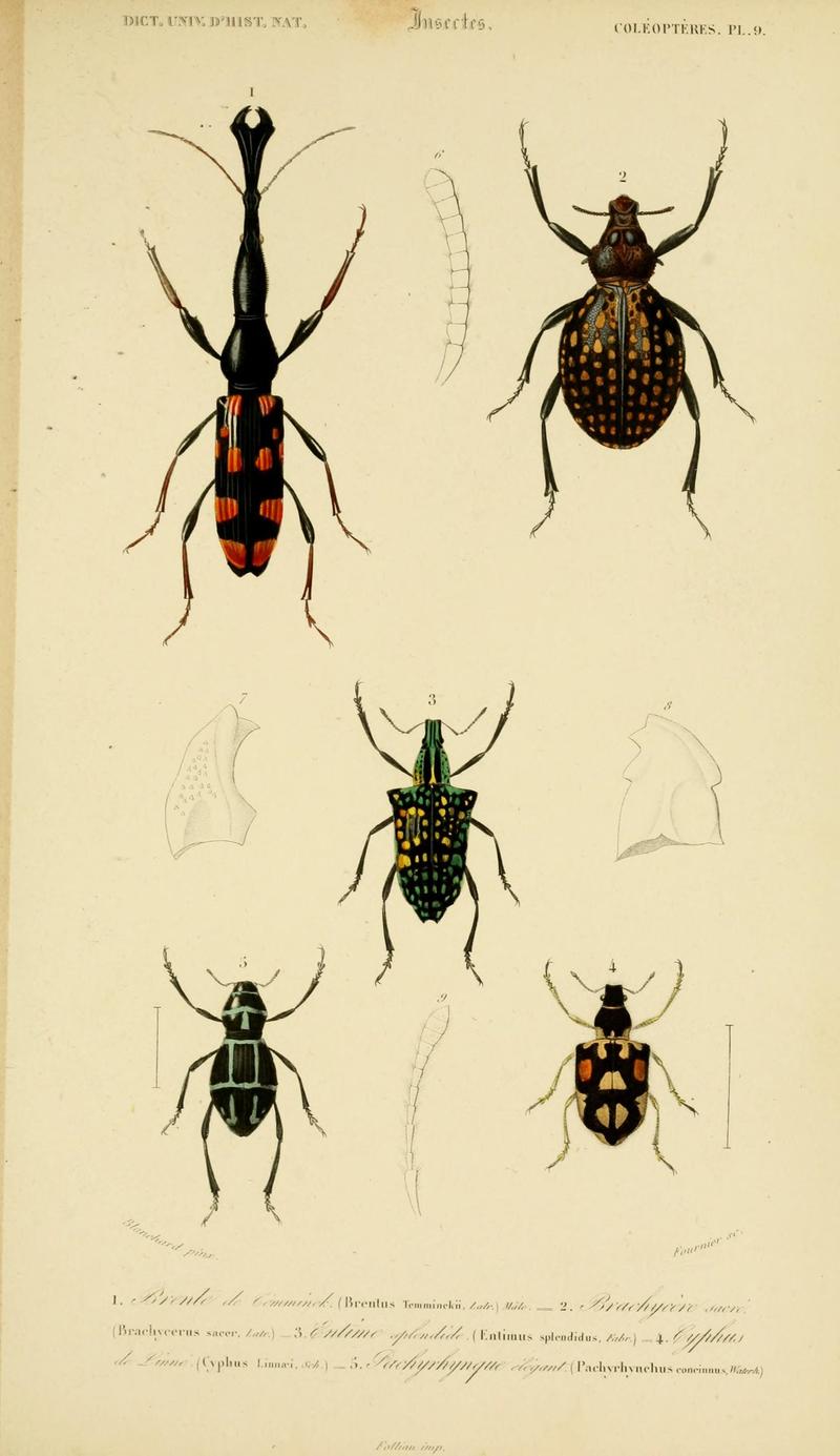 Dictionnaire universel d'histoire naturelle (Coleopteres Pl. 9) (8715131174)