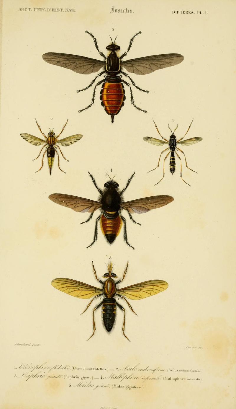 Dictionnaire universel d'histoire naturelle (Dipteres Pl. 1) (8715156260)