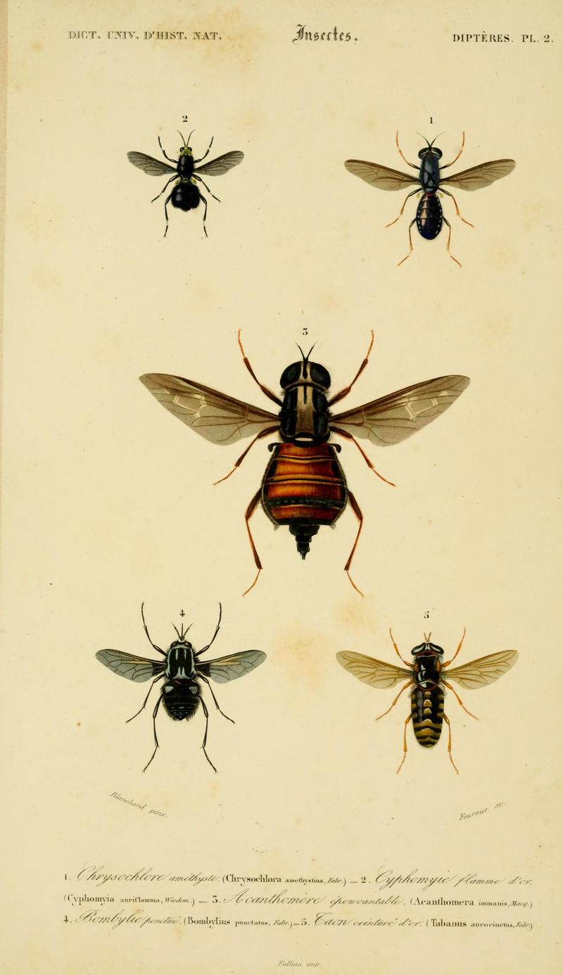 Dictionnaire universel d'histoire naturelle (Dipteres Pl. 2) (8714035625)