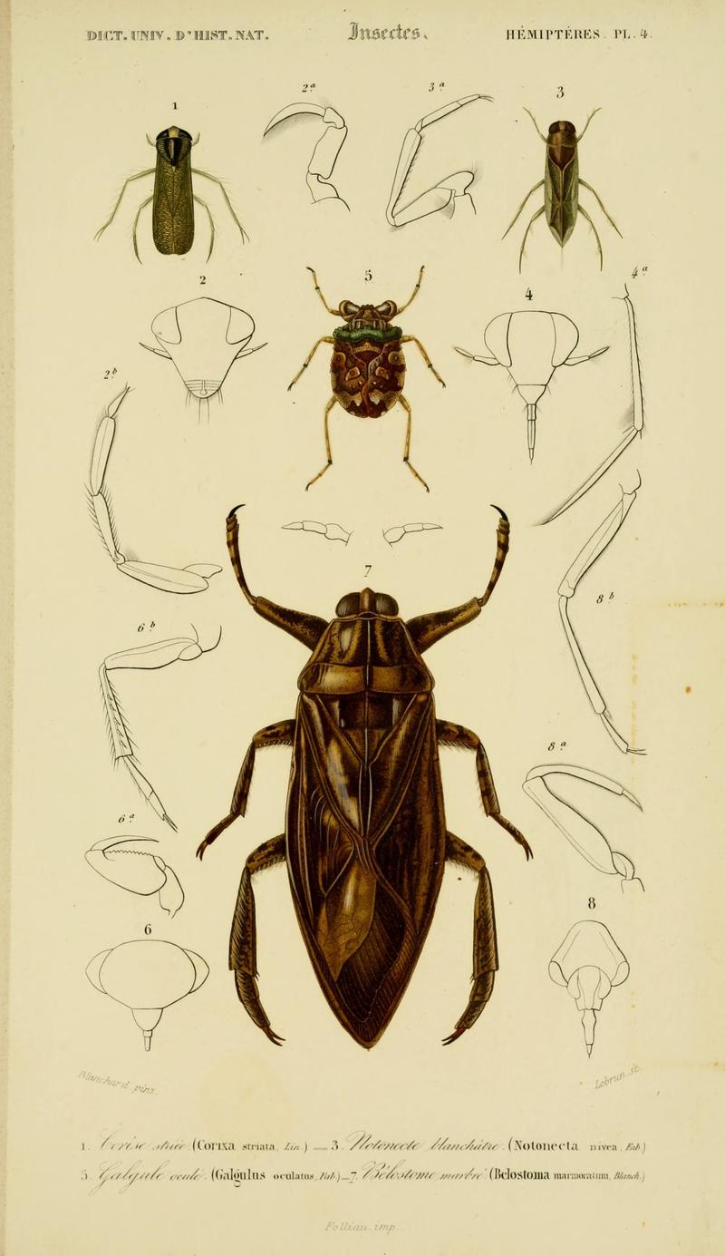 Dictionnaire universel d'histoire naturelle (Hemipteres Pl. 4) (8715154556)