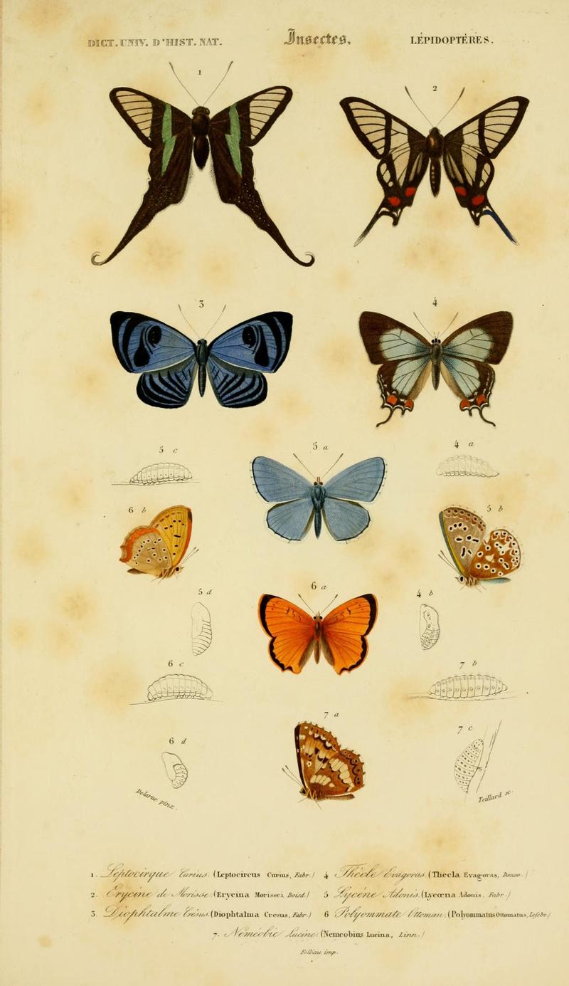 Dictionnaire universel d'histoire naturelle (Lepidopteres) (8715146048)