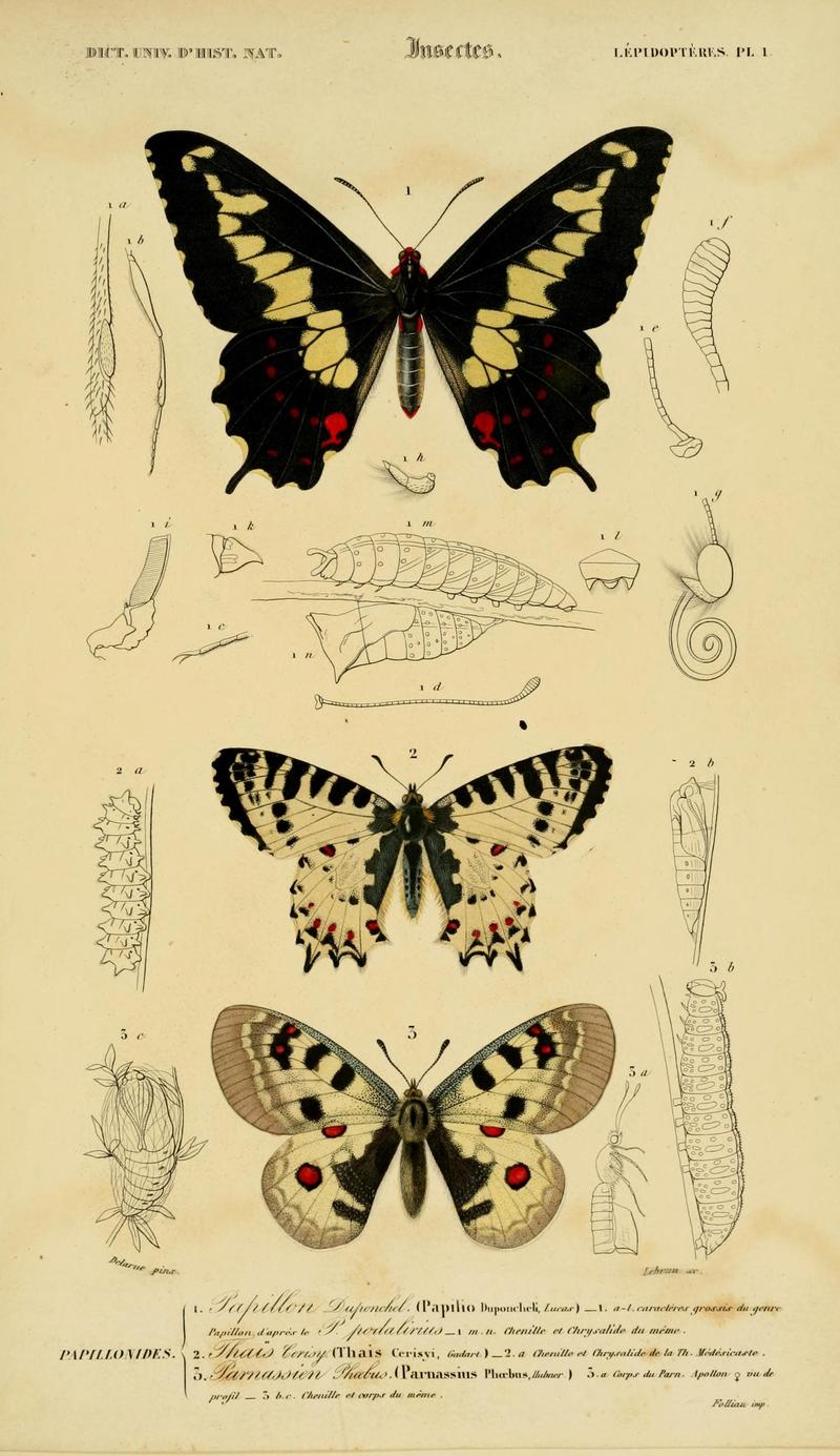 Dictionnaire universel d'histoire naturelle (Lepidopteres Pl. 1) (8715140452)