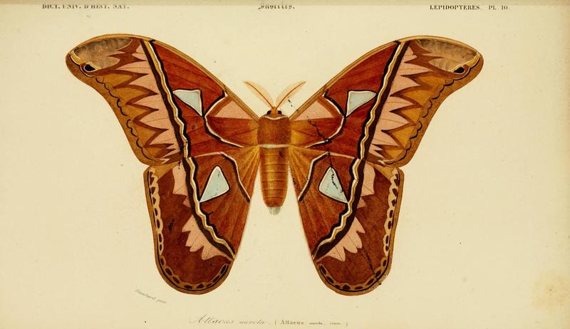 Dictionnaire universel d'histoire naturelle (Lepidopteres Pl. 10) (8715148536)