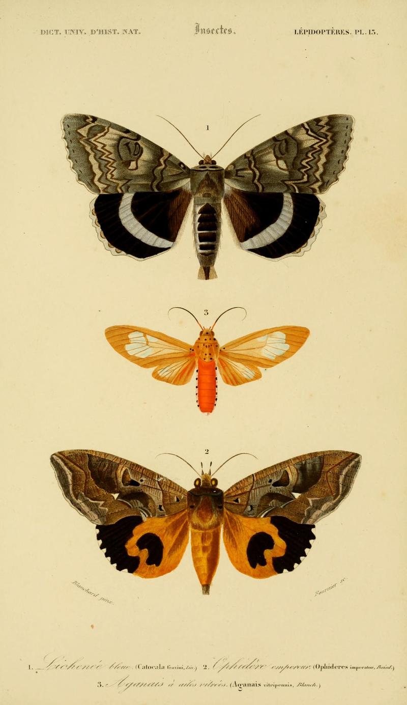 Dictionnaire universel d'histoire naturelle (Lepidopteres Pl. 13) (8715150472)
