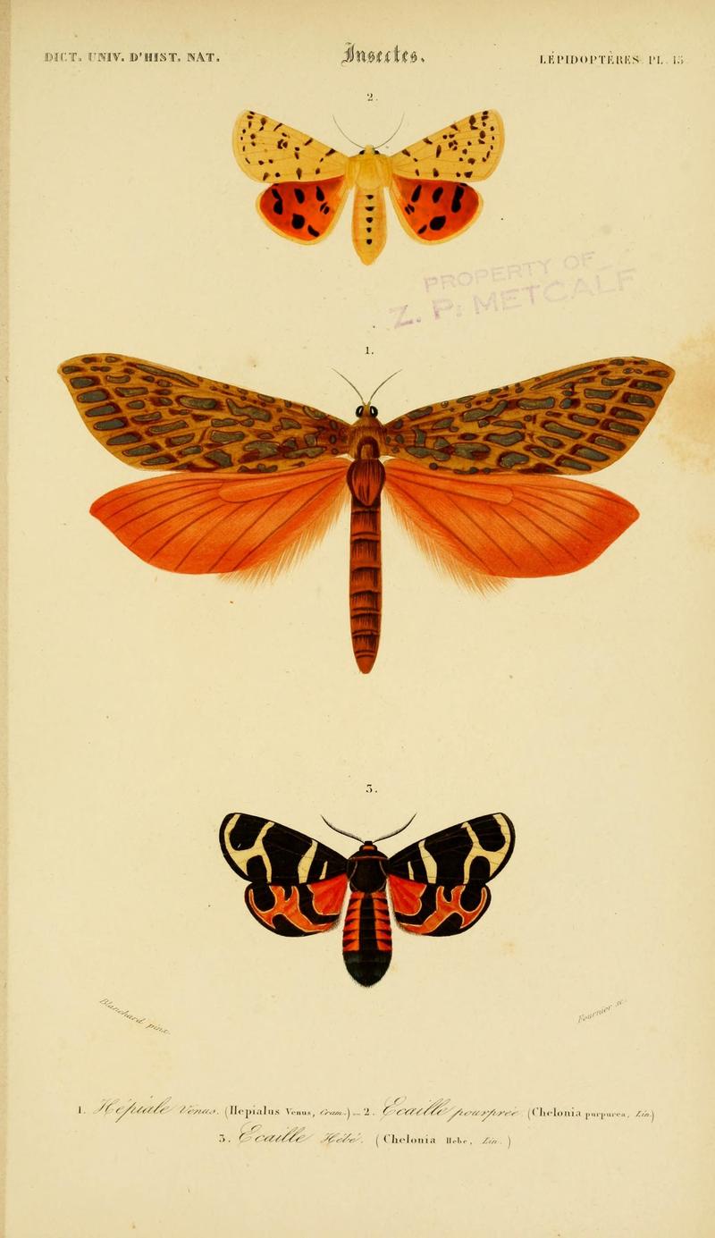 Dictionnaire universel d'histoire naturelle (Lepidopteres Pl. 15) (8714028513)