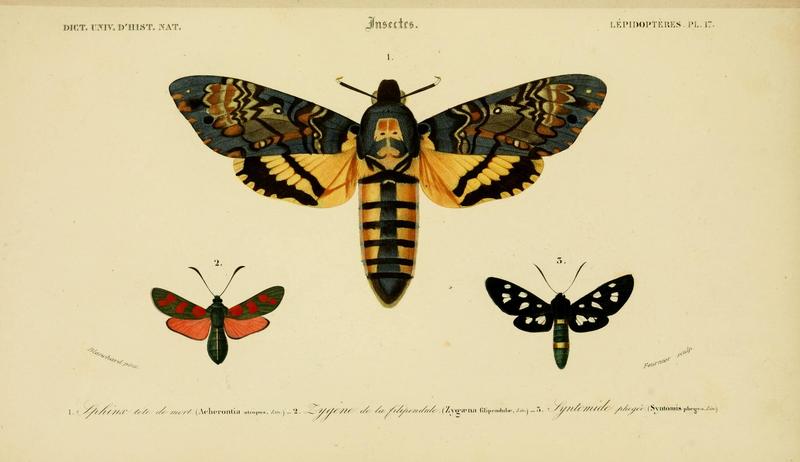 Dictionnaire universel d'histoire naturelle (Lepidopteres Pl. 17) (8714026587)