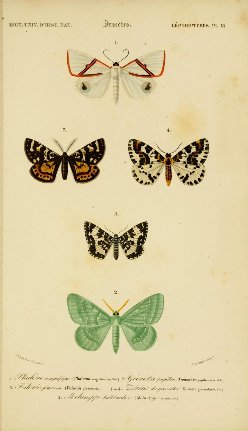 Dictionnaire universel d'histoire naturelle (Lepidopteres Pl. 18) (8715151838)