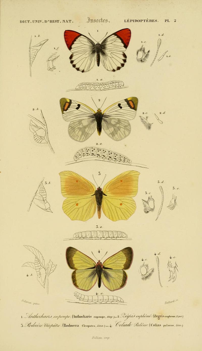 Dictionnaire universel d'histoire naturelle (Lepidopteres Pl. 2) (8714019849)