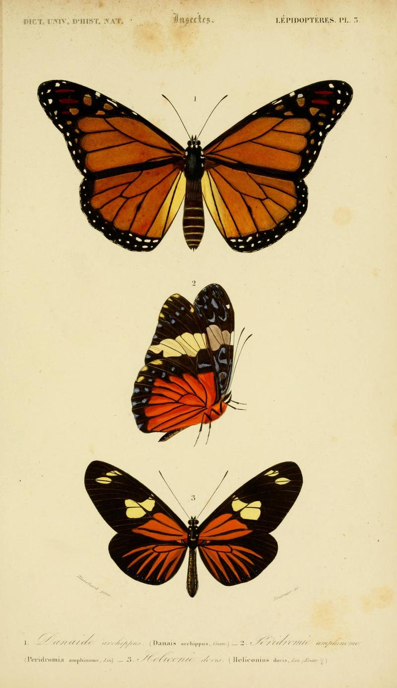 Dictionnaire universel d'histoire naturelle (Lepidopteres Pl. 3) (8714020553)