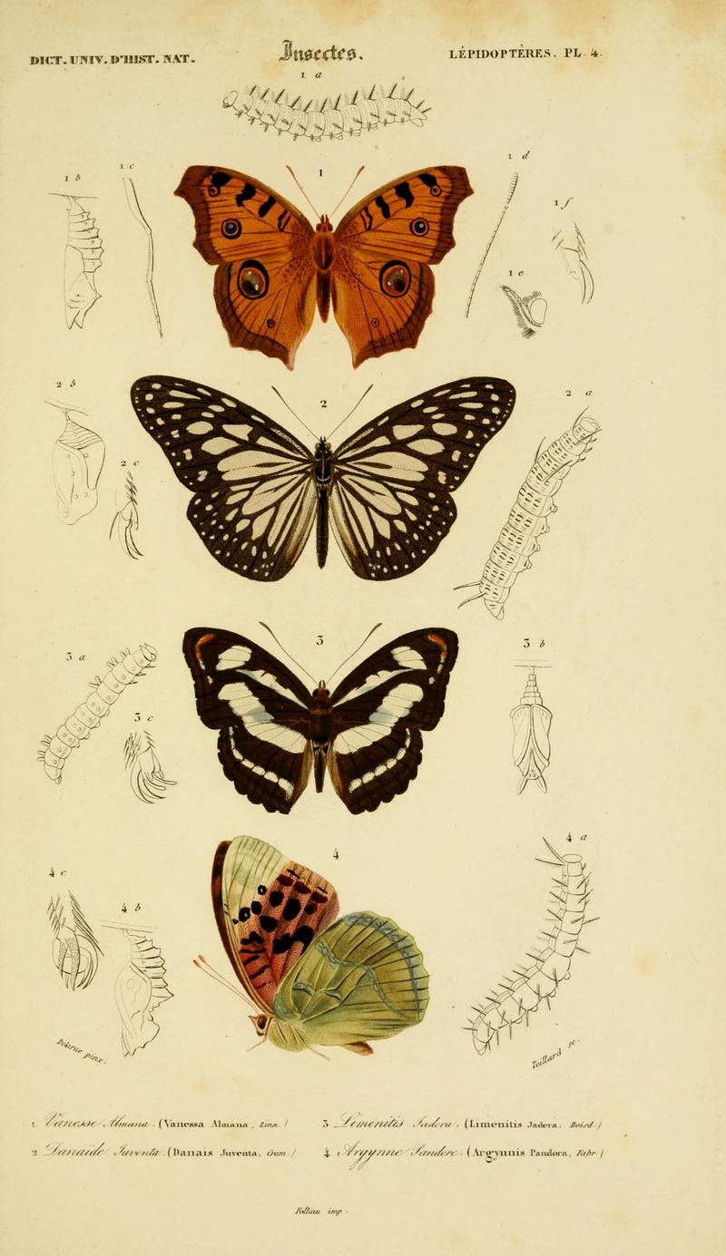 Dictionnaire universel d'histoire naturelle (Lepidopteres Pl. 4) (8715142560)