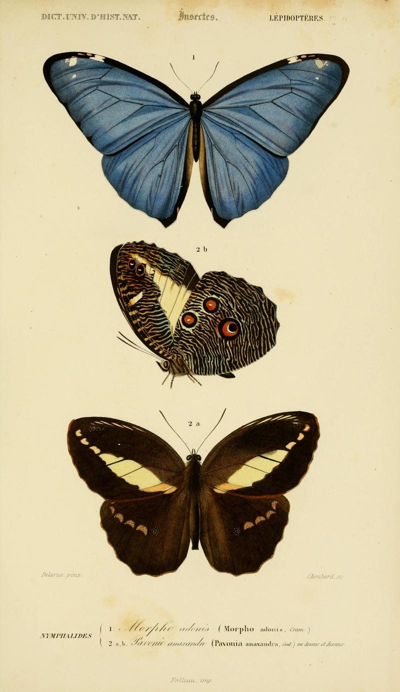 Dictionnaire universel d'histoire naturelle (Lepidopteres Pl. 5) (8715143400)