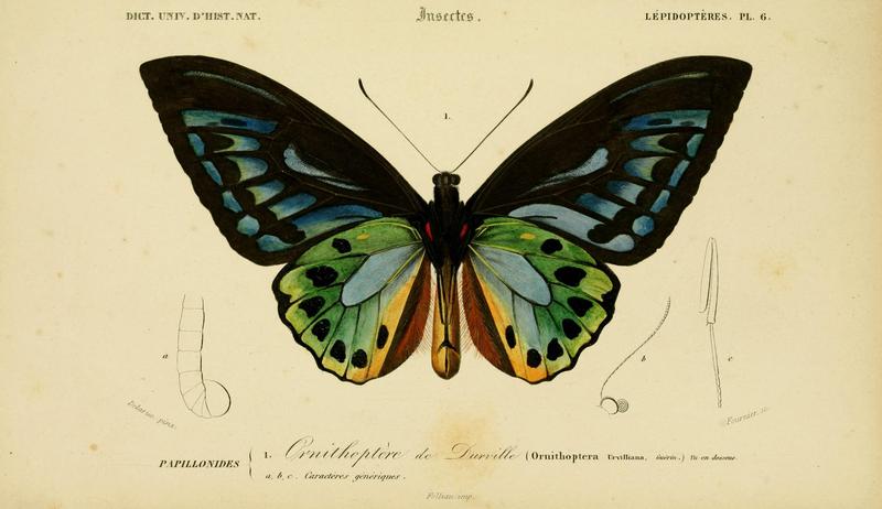 Dictionnaire universel d'histoire naturelle (Lepidopteres Pl. 6) (8715139790)