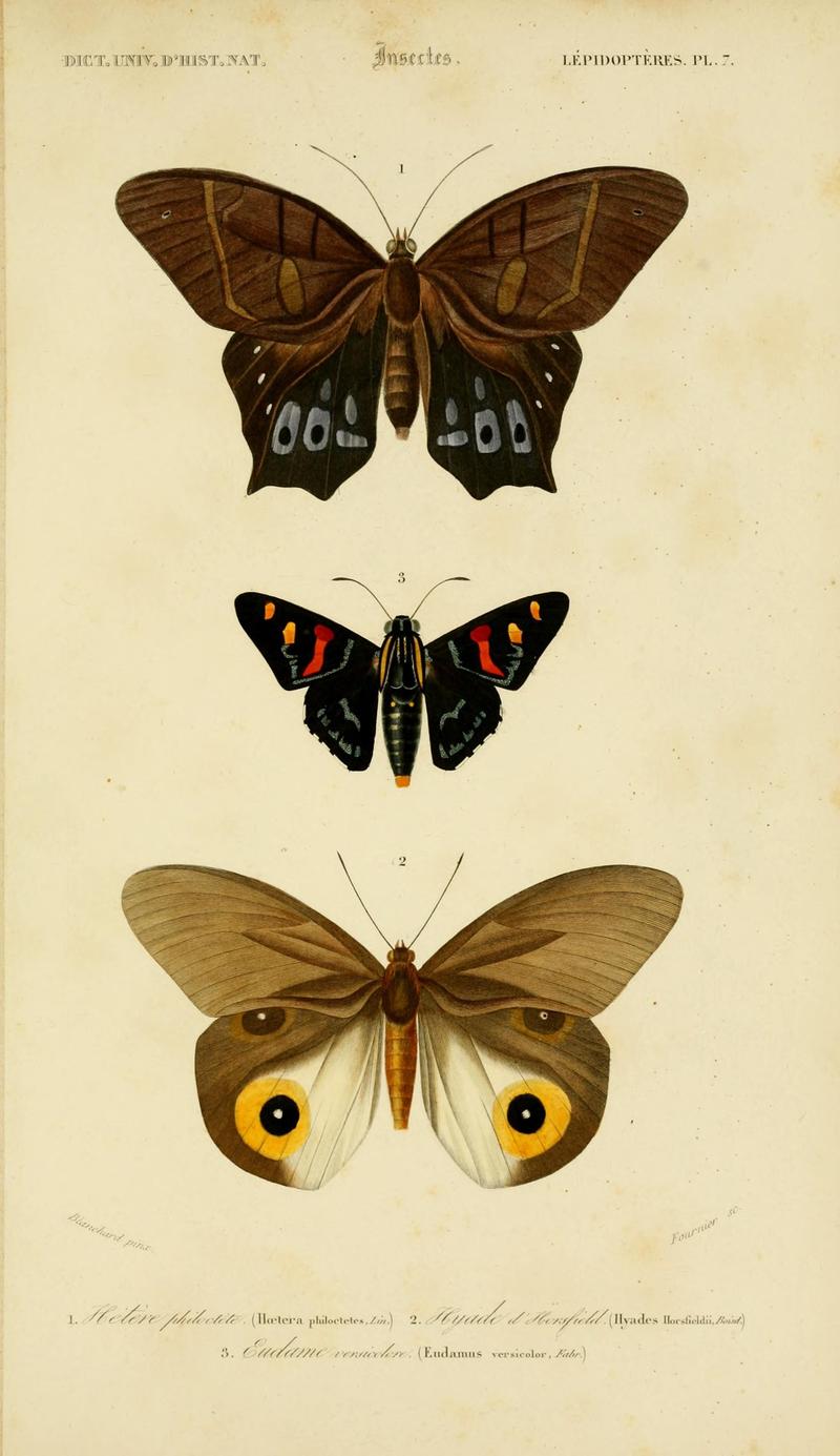 Dictionnaire universel d'histoire naturelle (Lepidopteres Pl. 7) (8714024067)