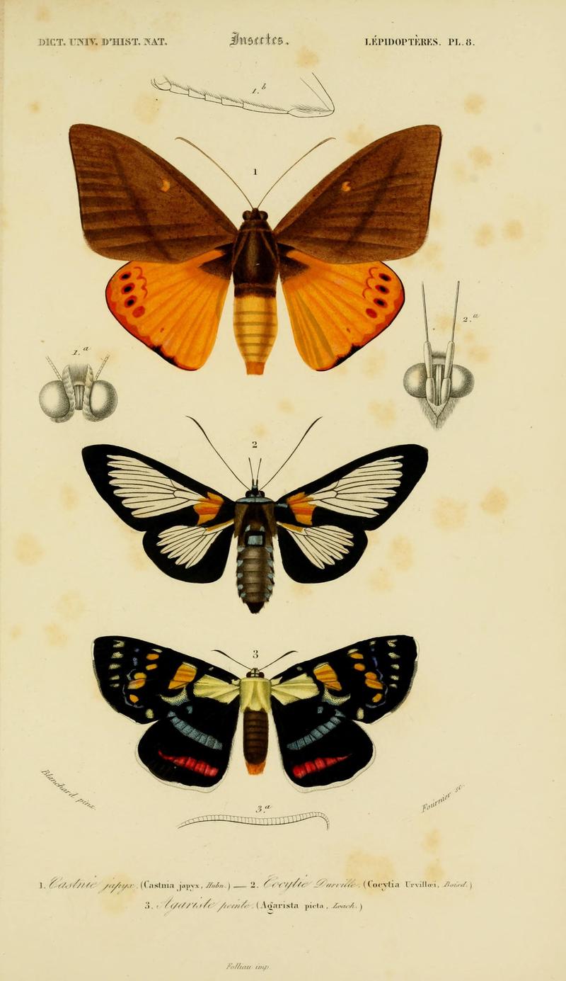 Dictionnaire universel d'histoire naturelle (Lepidopteres Pl. 8) (8715146634)