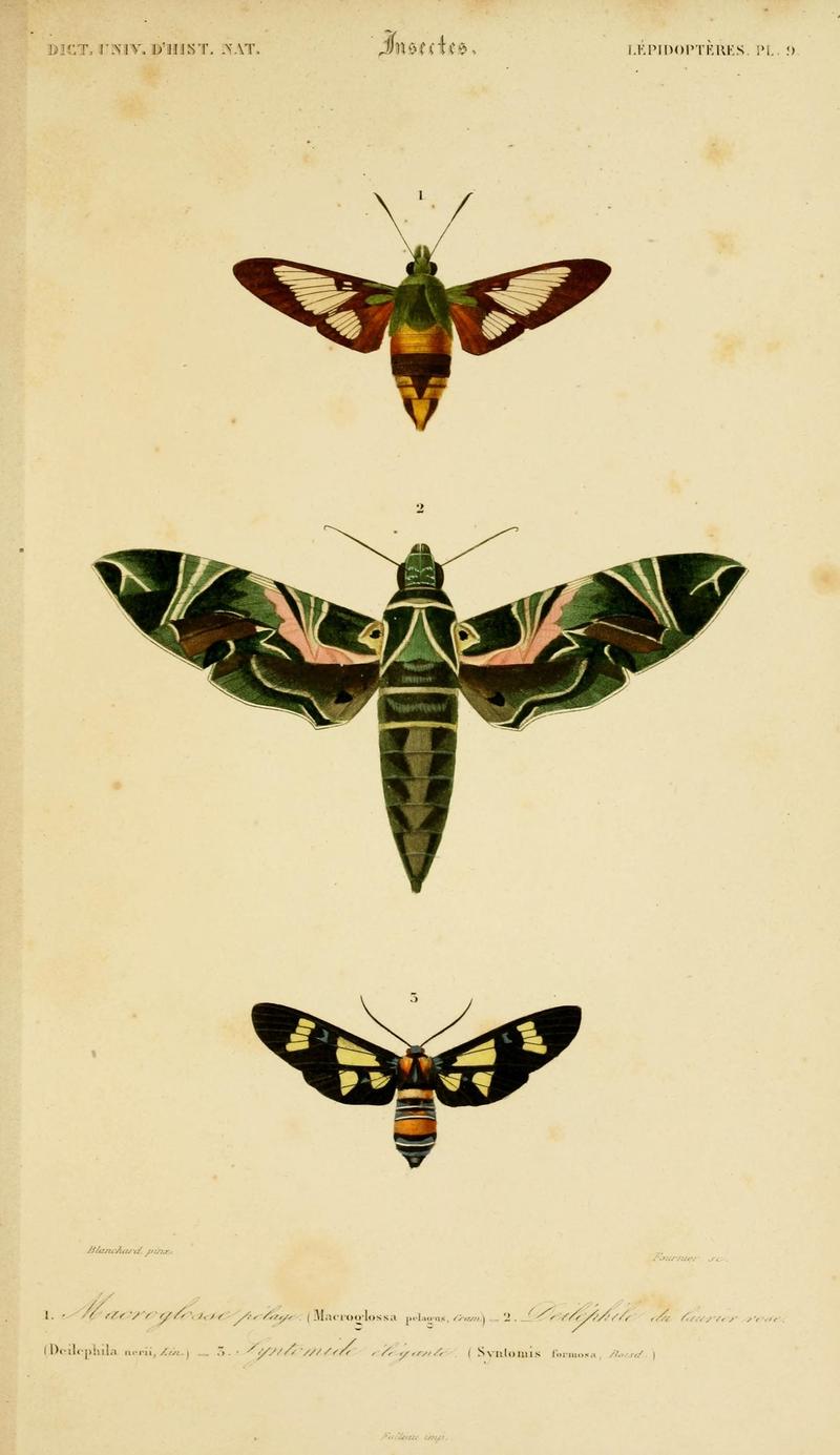 Dictionnaire universel d'histoire naturelle (Lepidopteres Pl. 9) (8715147340)