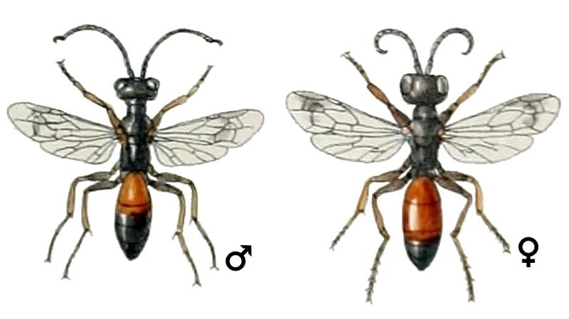 Didineis lunicornis