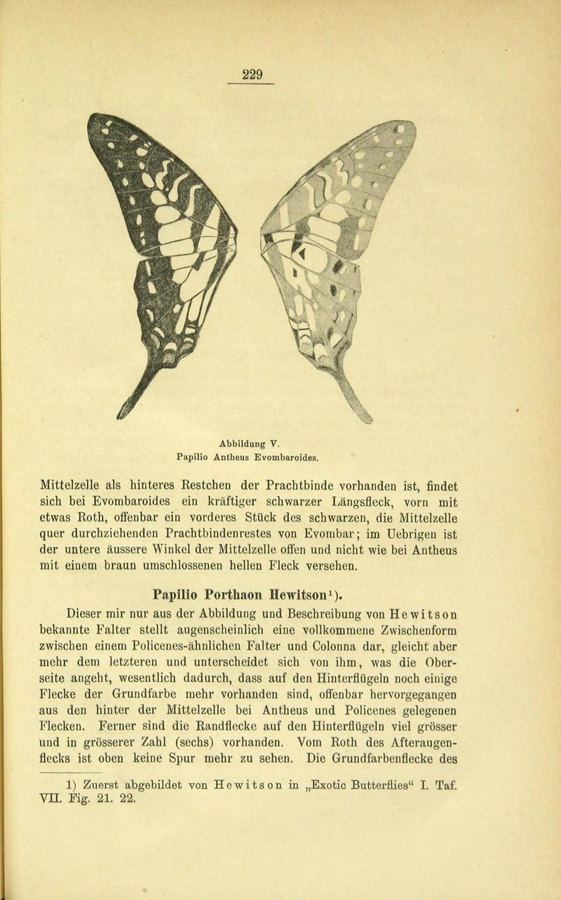 Die Artbildung und Verwandtschaft bei den Schmetterlingen (Page 229) BHL42441760
