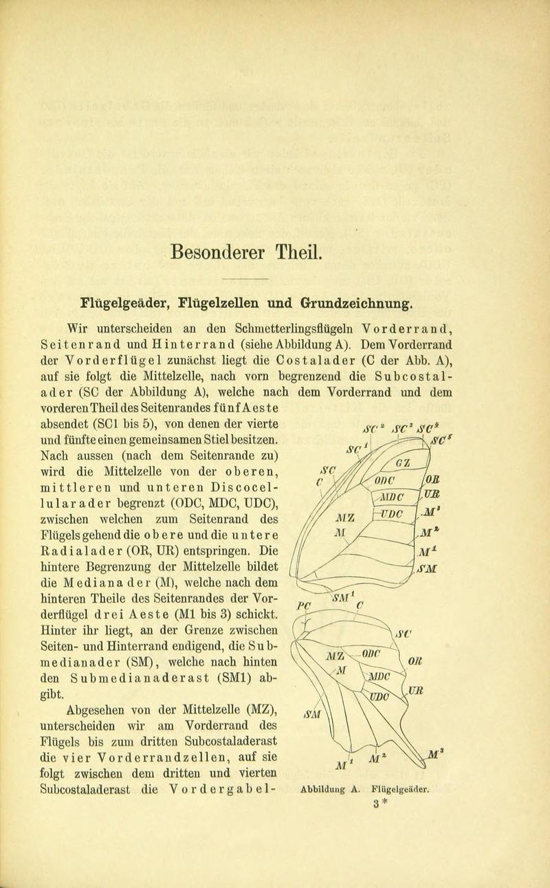 Die Artbildung und Verwandtschaft bei den Schmetterlingen (Page 35) BHL42441566