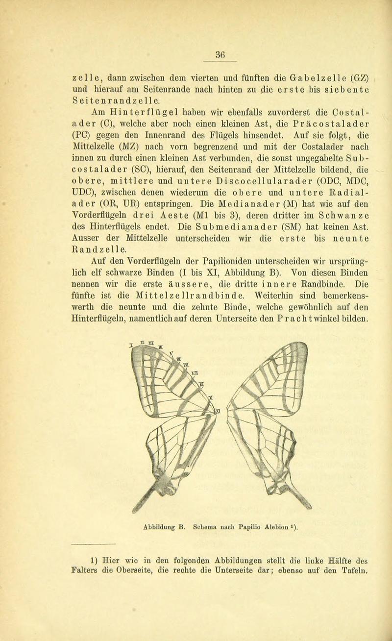 Die Artbildung und Verwandtschaft bei den Schmetterlingen (Page 36) BHL42441567