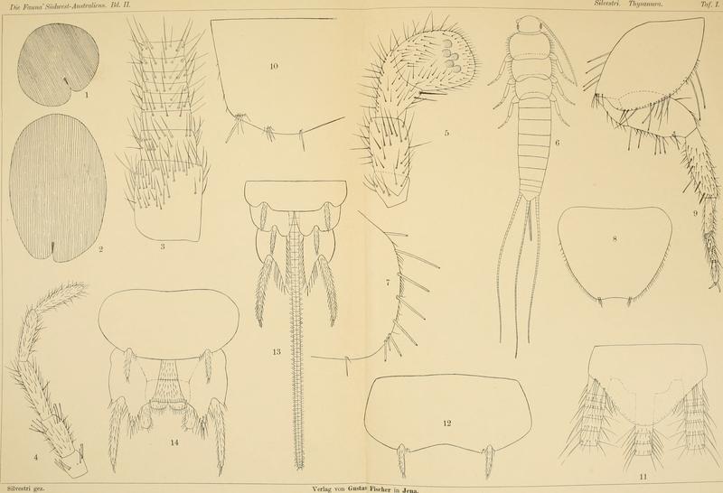 Die Fauna Südwest-Australiens. Ergebnisse der Hamburger südwest-australischen Forschungsreise 1905. Bd. 2, Lfg. 04, 1908. Tafel 01 (20726325190)