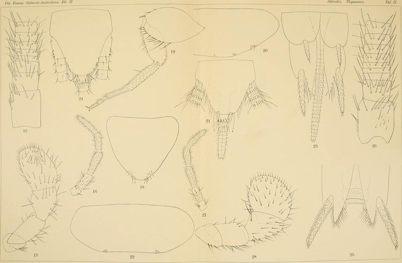 Die Fauna Südwest-Australiens. Ergebnisse der Hamburger südwest-australischen Forschungsreise 1905. Bd. 2, Lfg. 04, 1908. Tafel 02 (20293344033)
