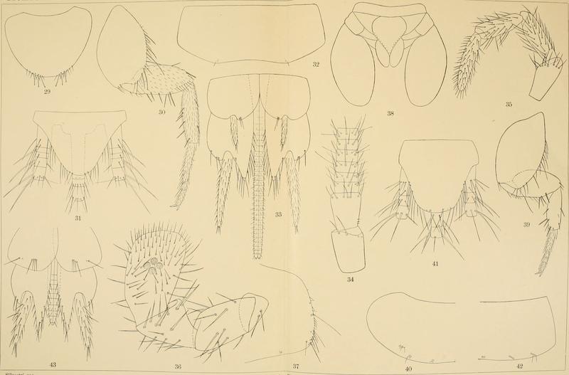 Die Fauna Südwest-Australiens. Ergebnisse der Hamburger südwest-australischen Forschungsreise 1905. Bd. 2, Lfg. 04, 1908. Tafel 03 (20914362175)