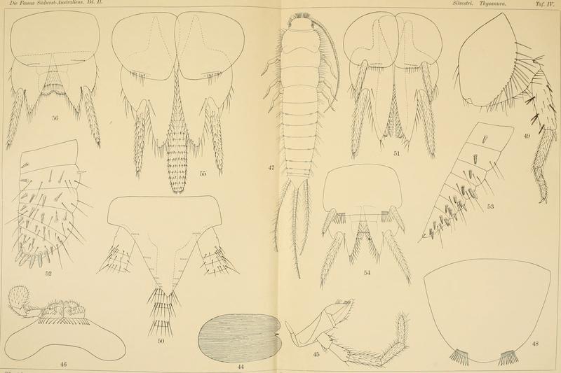 Die Fauna Südwest-Australiens. Ergebnisse der Hamburger südwest-australischen Forschungsreise 1905. Bd. 2, Lfg. 04, 1908. Tafel 04 (20727610739)