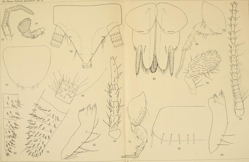 Die Fauna Südwest-Australiens. Ergebnisse der Hamburger südwest-australischen Forschungsreise 1905. Bd. 2, Lfg. 04, 1908. Tafel 05 (20888095126)