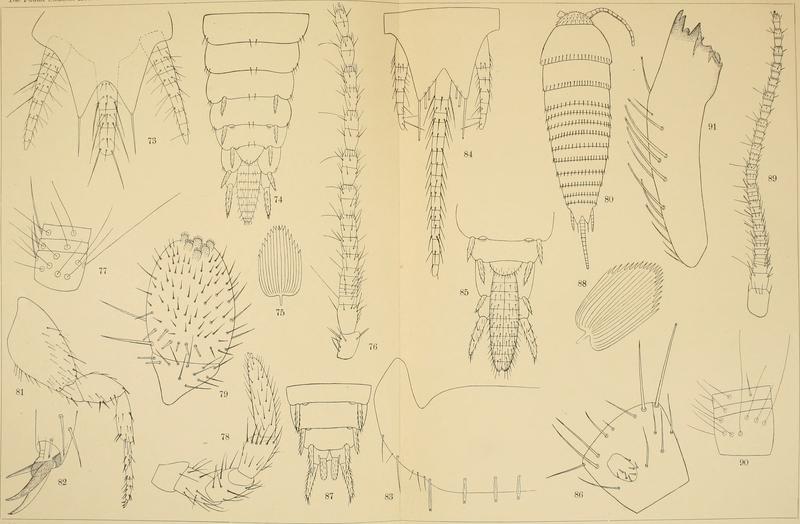 Die Fauna Südwest-Australiens. Ergebnisse der Hamburger südwest-australischen Forschungsreise 1905. Bd. 2, Lfg. 04, 1908. Tafel 06 (20921700951)