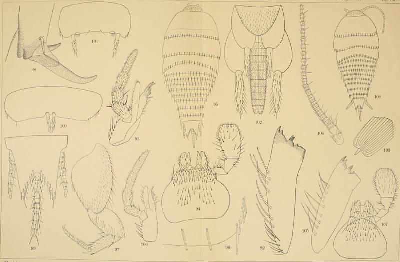 Die Fauna Südwest-Australiens. Ergebnisse der Hamburger südwest-australischen Forschungsreise 1905. Bd. 2, Lfg. 04, 1908. Tafel 07 (20888098426)