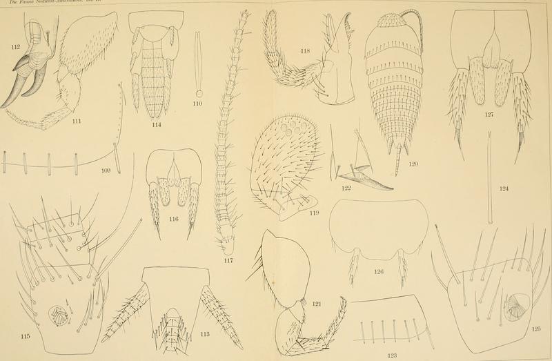 Die Fauna Südwest-Australiens. Ergebnisse der Hamburger südwest-australischen Forschungsreise 1905. Bd. 2, Lfg. 04, 1908. Tafel 08 (20726415928)