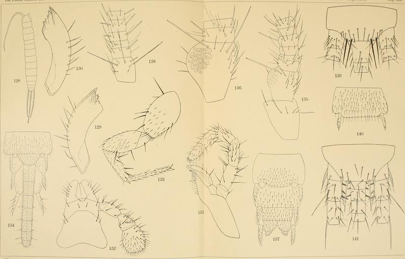 Die Fauna Südwest-Australiens. Ergebnisse der Hamburger südwest-australischen Forschungsreise 1905. Bd. 2, Lfg. 04, 1908. Tafel 09 (20726417608)