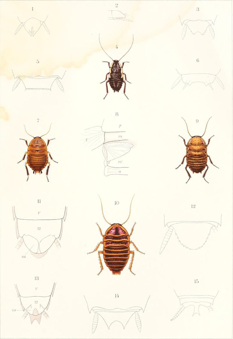 Die Fauna Südwest-Australiens. Ergebnisse der Hamburger südwest-australischen Forschungsreise 1905. Bd. 2, Lfg. 09, 1909. Tafel 13 (20293353203)