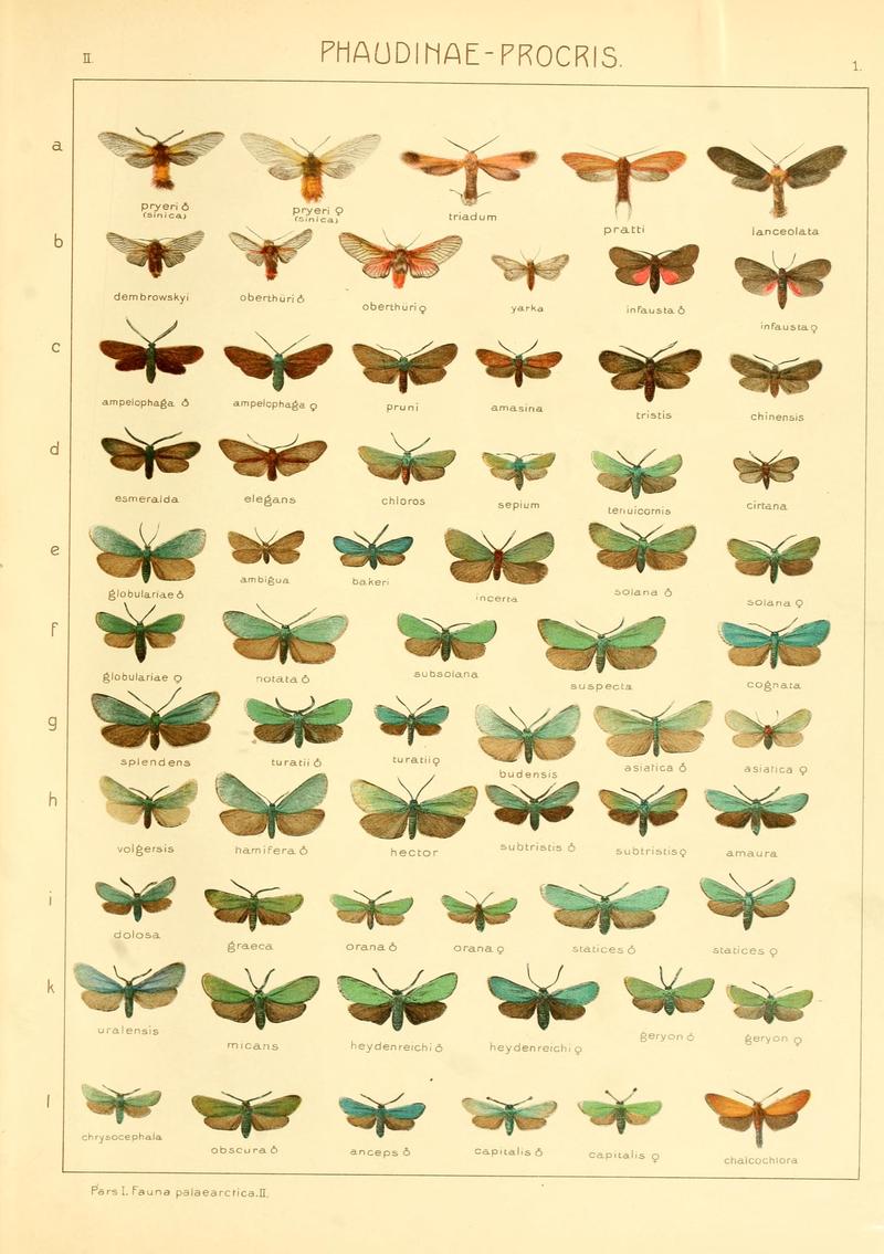 Die Gross-Schmetterlinge der Erde (Taf. 1) BHL9921453