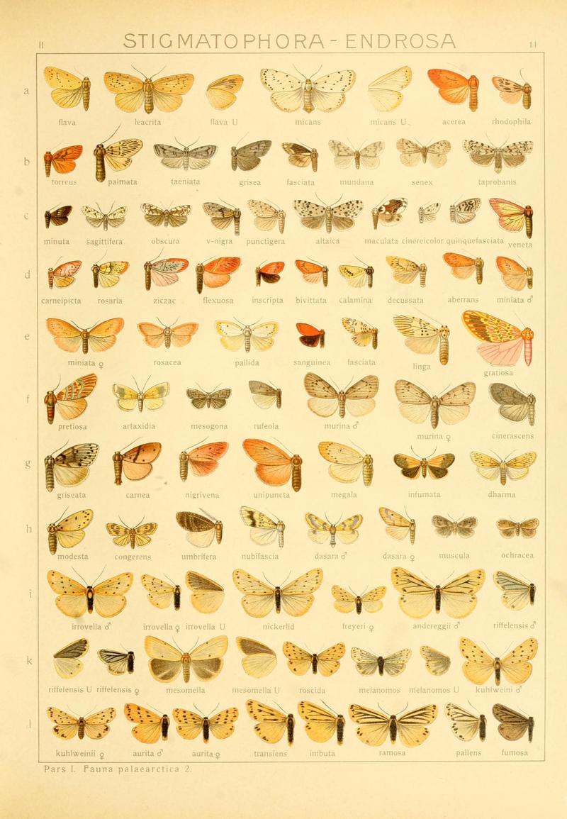 Die Gross-Schmetterlinge der Erde (Taf. 11) BHL9921411