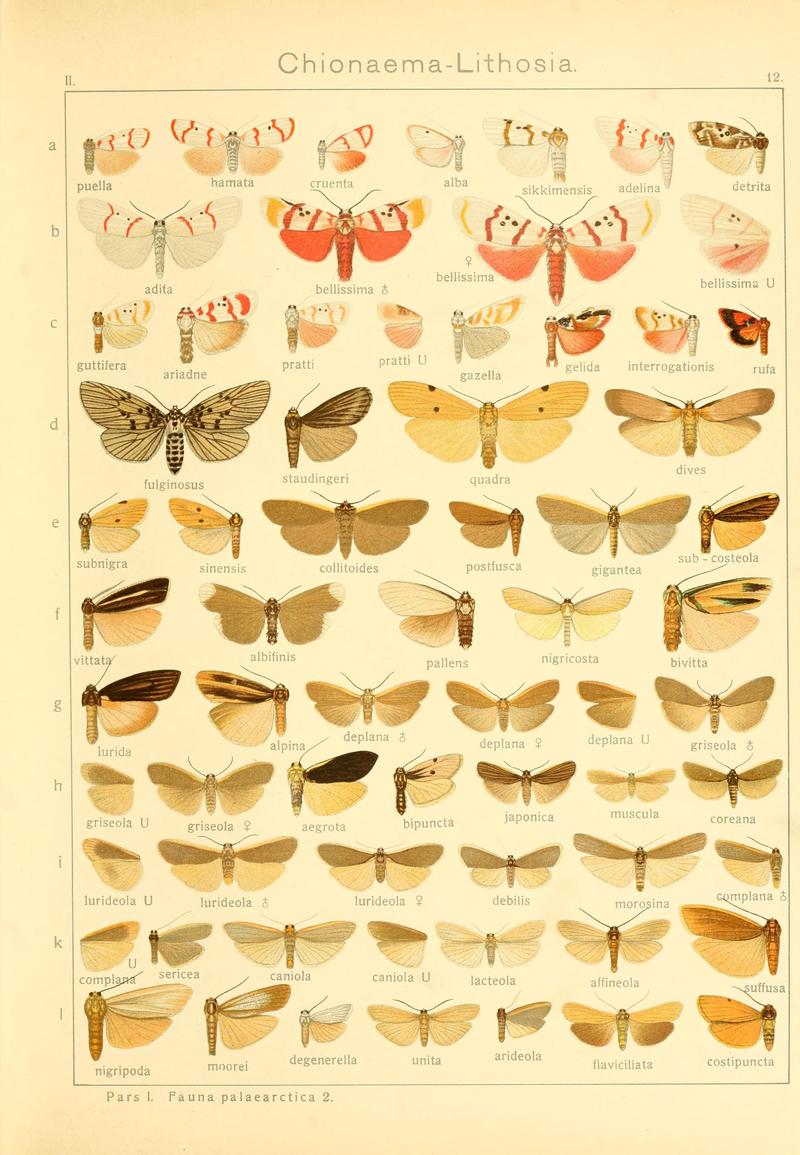 Die Gross-Schmetterlinge der Erde (Taf. 12) BHL9921413